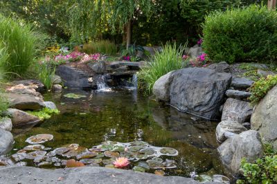 Install a Backyard Pond!