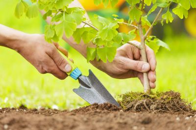 Oak Tree Planting in Ventura County, CA